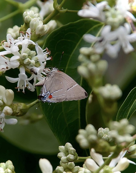 white M hairstreak.jpg